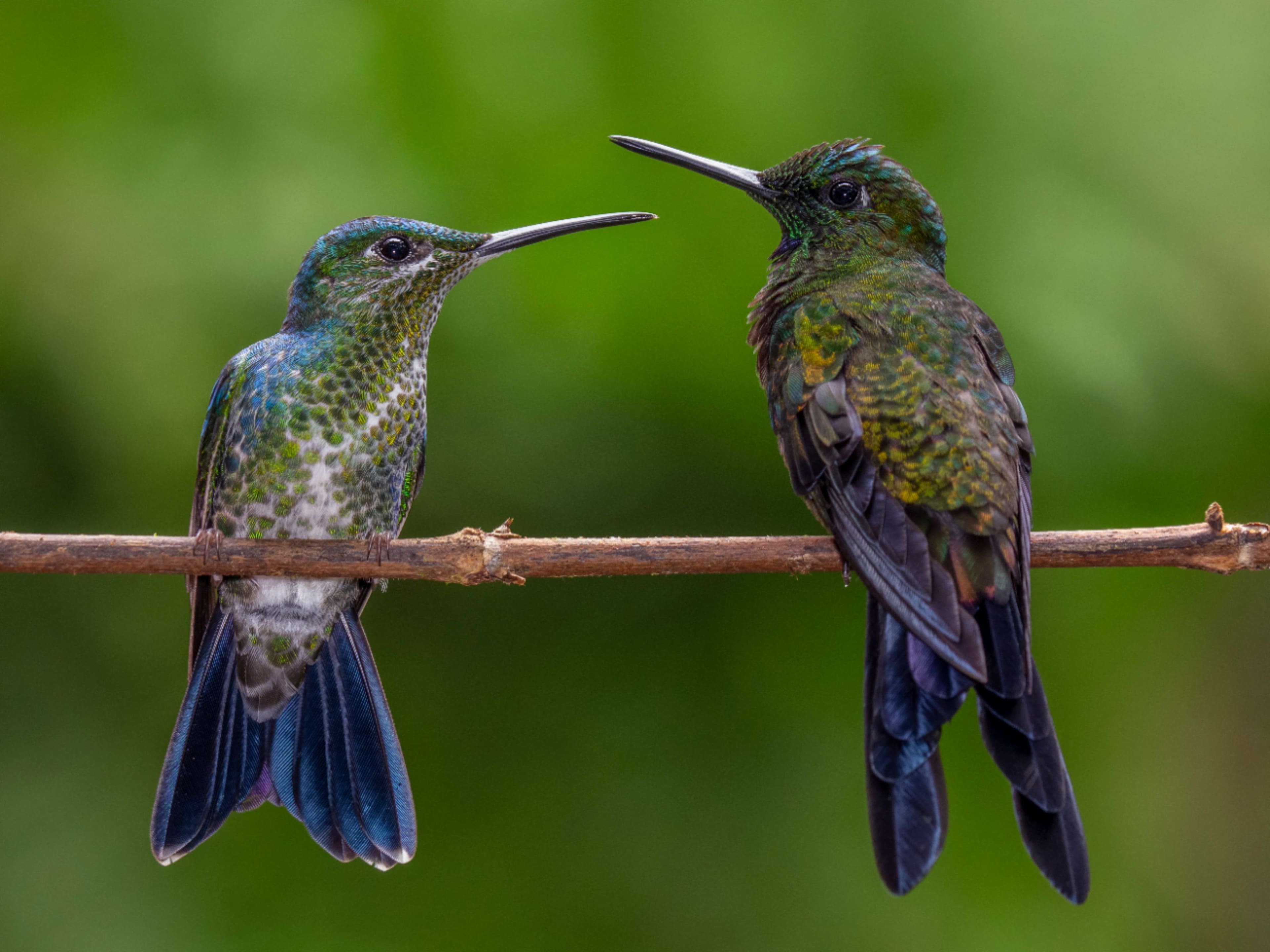 Panasonic - Lumix G VARIO 100-300mm f/4.0-5.6 POWER O.I.S.Lente zoom telefoto - H-FSA100300-H-FSA100300