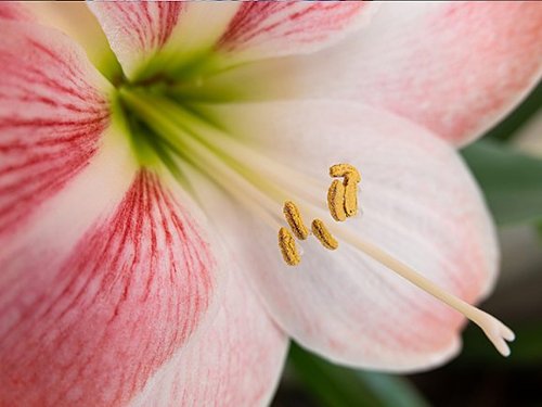 Panasonic - LUMIX S 20-60mm F3.5-5.6 Lente intercambiável L-Mount compatível para câmeras da série LUMIX S - Black-S-R2060