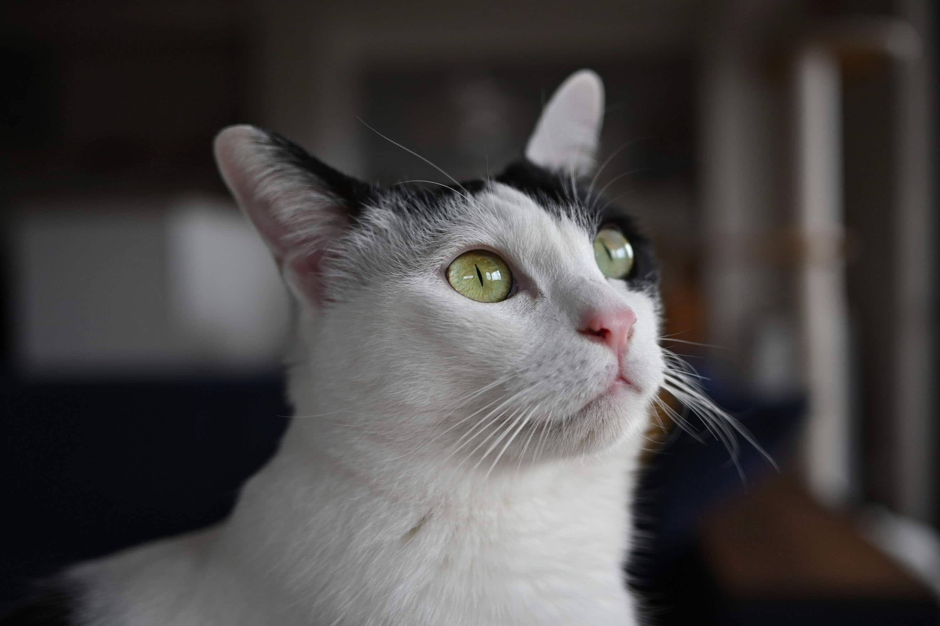 Nikon - Lente principal grande angular NIKKOR Z DX 24mm f/1.7 - Preta-20119